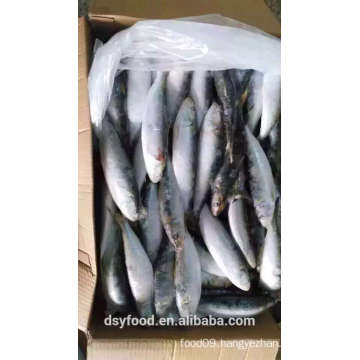 IQF Frozen Seafood Sardine Frish For Sale